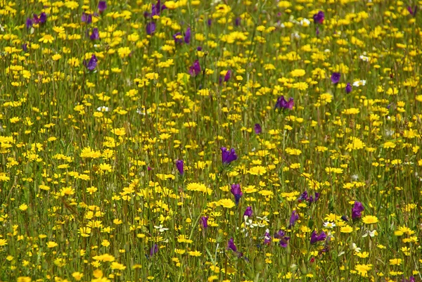 Meadow — Stock Photo, Image