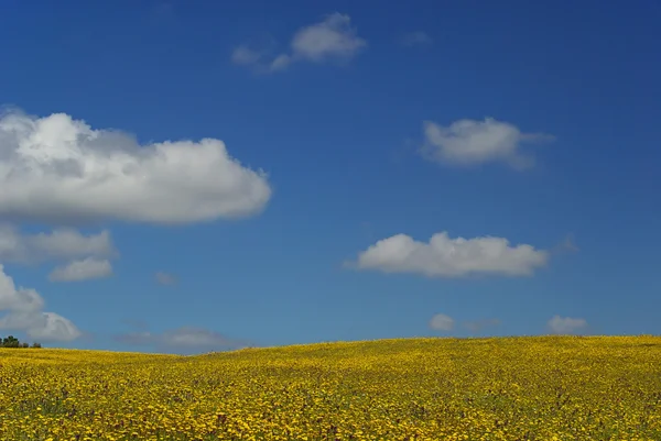 Meadow — Stock Photo, Image