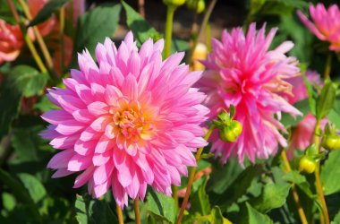 yakın çekim yıldız çiçeği