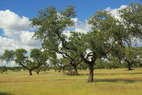 Dehesa — Stok fotoğraf