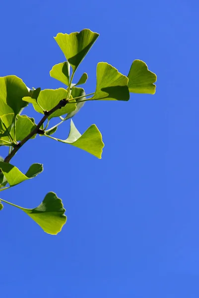 Ginkgo κινηματογραφήσεων σε πρώτο πλάνο — Φωτογραφία Αρχείου