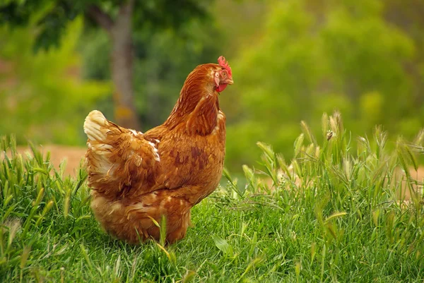 Chicken — Stock Photo, Image