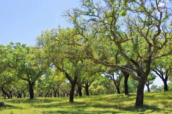 Roble de corcho —  Fotos de Stock