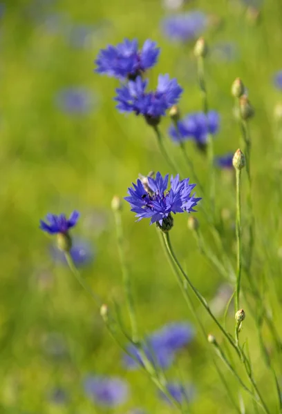 Cornflower — Stock Photo, Image