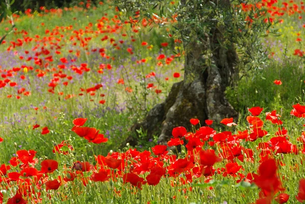 Poppy and olive tree — Stock Photo, Image