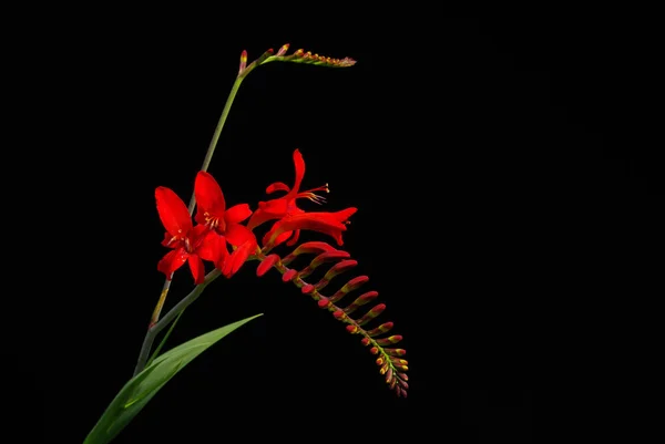 Crocosmie — Photo