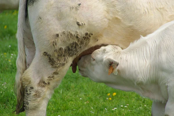 Макро корова — стокове фото