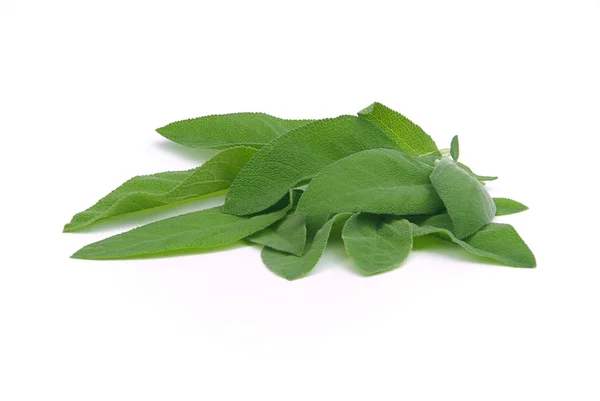 Salvia blad — Stockfoto