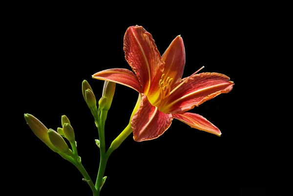 Primo piano giorno giglio — Foto Stock