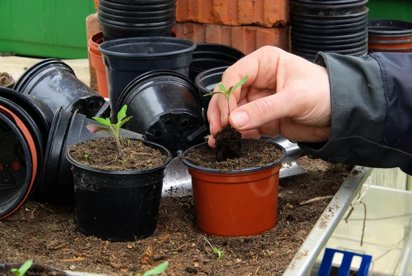 Tomatenpflanze — Stockfoto