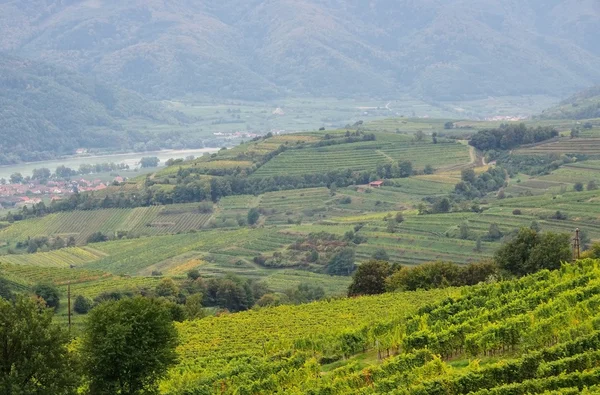 Wachau vineyard — Stock Photo, Image