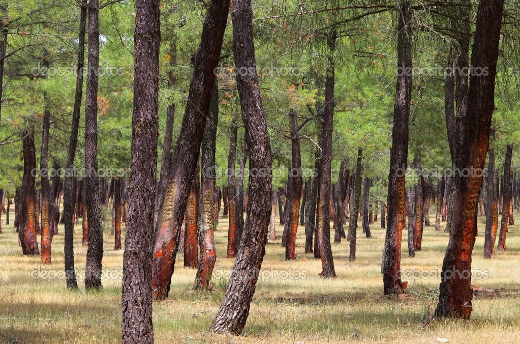 Resin extraction of pine tree hi-res stock photography and images