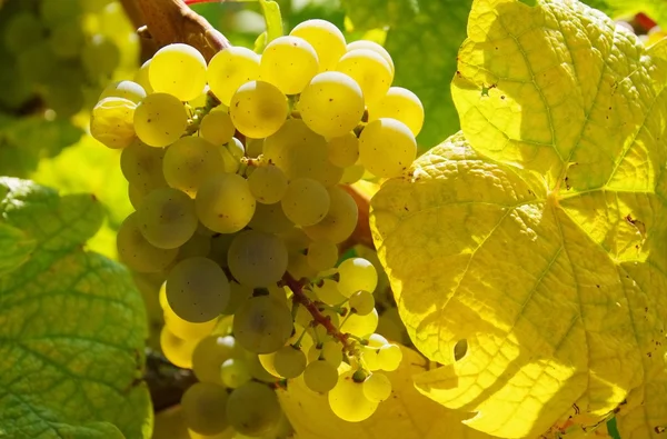 Grape white — Stock Photo, Image