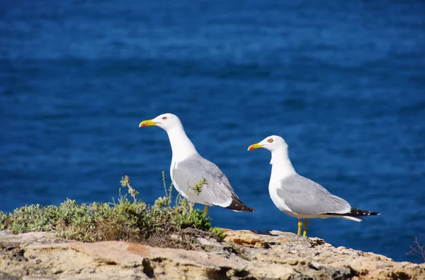 Pássaro - gaivota — Fotografia de Stock