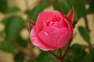 Kırmızı gül Close-Up