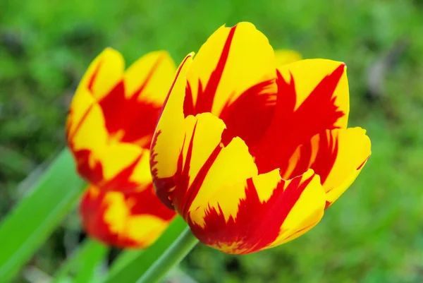 Tulpe rot gelb — Stockfoto