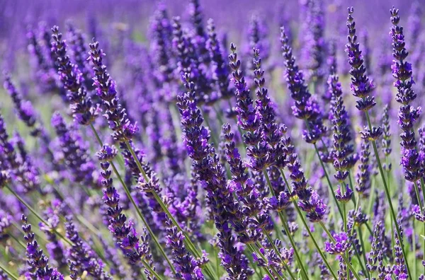 Nahaufnahme des Lavendels — Stockfoto