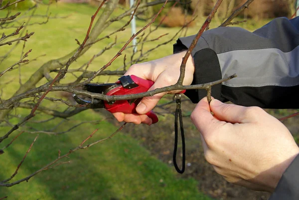 Tree cutting — Stock Photo, Image