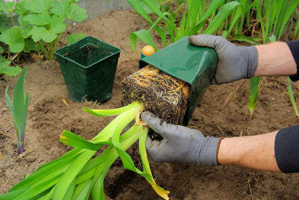 Plantando um daylily — Fotografia de Stock