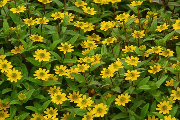 Sanvitalia procumbens — Stok fotoğraf