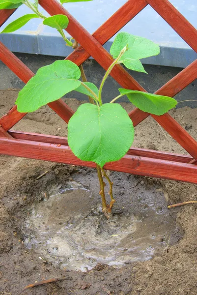 Plantar una planta de kiwi — Foto de Stock