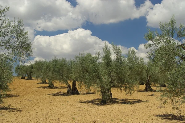 Olijfboomgaard — Stockfoto