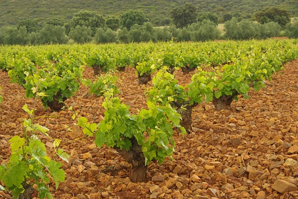 Vineyard in olive grove — Stock Photo, Image