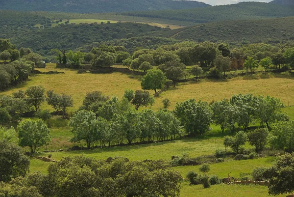 Dehesa görünümünü — Stok fotoğraf