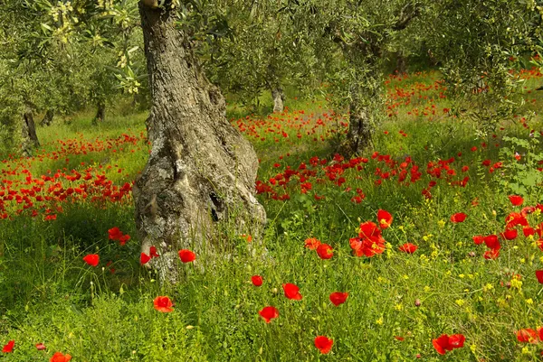 罂粟和橄榄树 — 图库照片