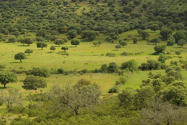 Veduta della Dehesa — Foto Stock