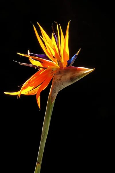 Bird of paradise — Stock Photo, Image