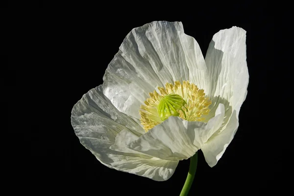 Nahaufnahme des Mohns — Stockfoto