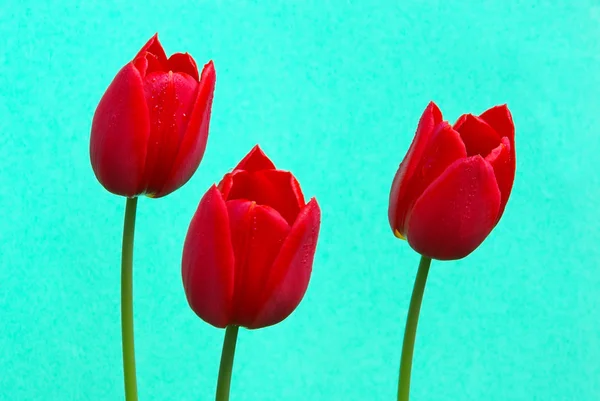 Tulipas no chão azul — Fotografia de Stock