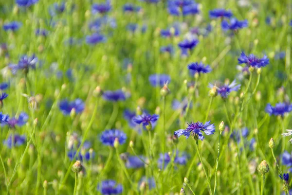 Kornblume — Stockfoto