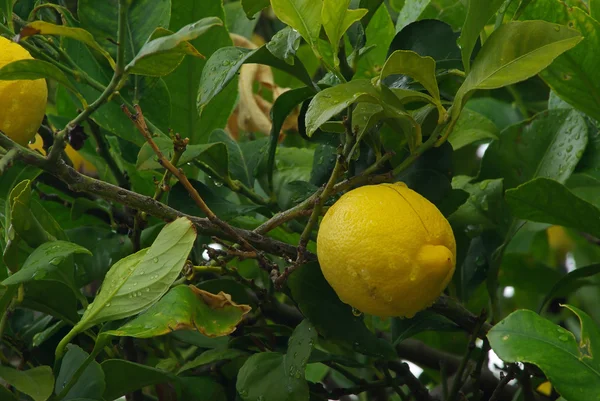 Yakın çekim limon — Stok fotoğraf