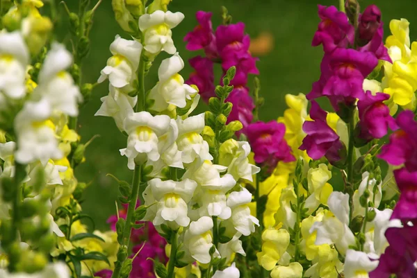 Snapdragon — Stock Photo, Image