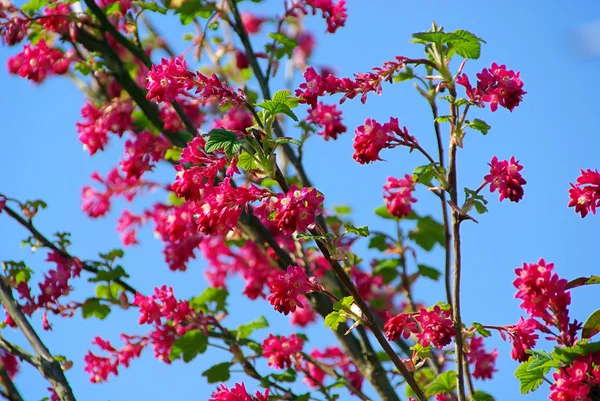 Flowering Currant — Stock Photo, Image