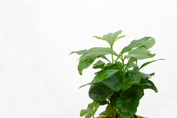 Coffee plant — Stock Photo, Image