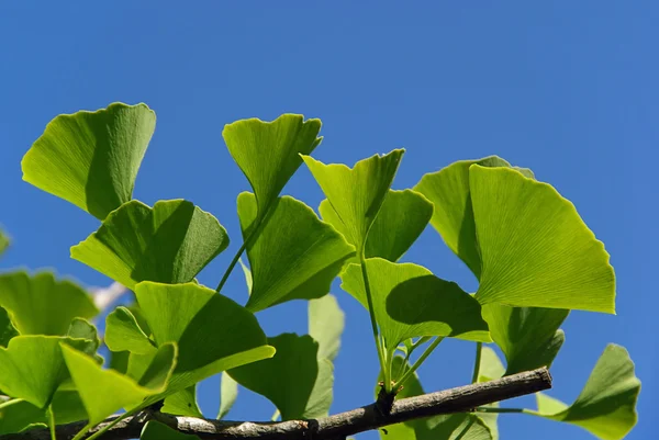 Yakın çekim ginkgo — Stok fotoğraf