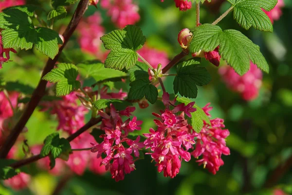 Flowering Currant — Stock Photo, Image