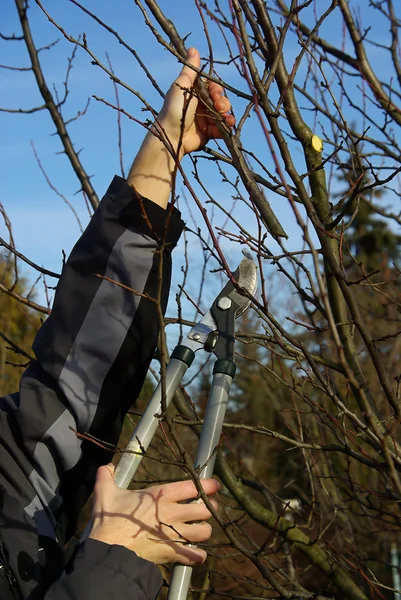 Tree cutting — Stock Photo, Image