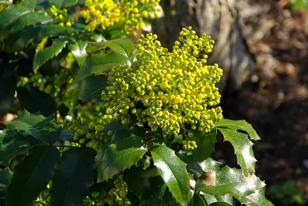 Yakın çekim mahonia — Stok fotoğraf