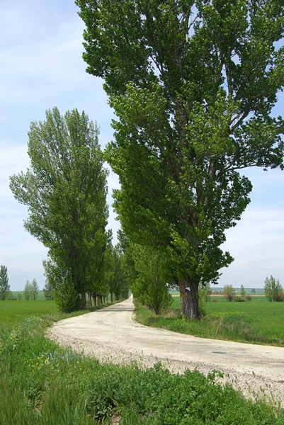 View of the populus — Stock Photo, Image