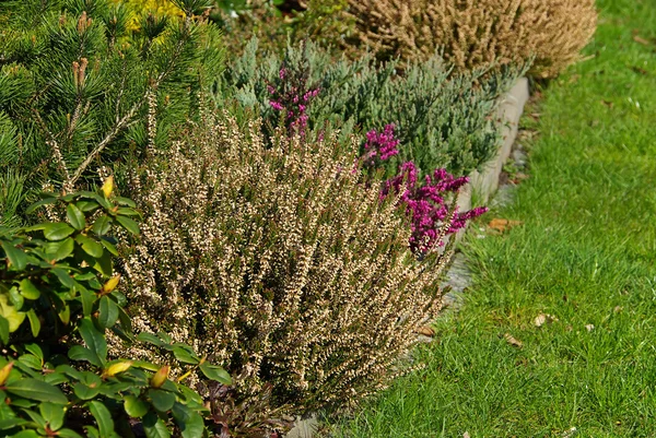 Close-up of the Erica — Stock Photo, Image