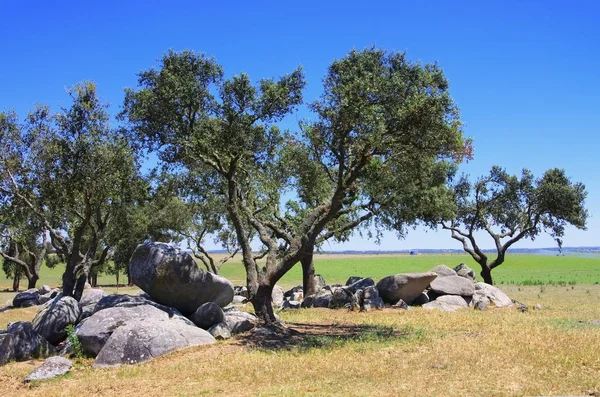 巨石和冬青树橡木 — 图库照片