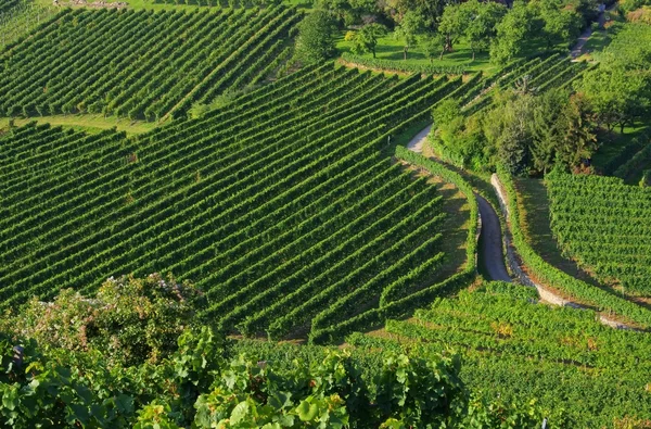 Wachau vineyard — Stock Photo, Image