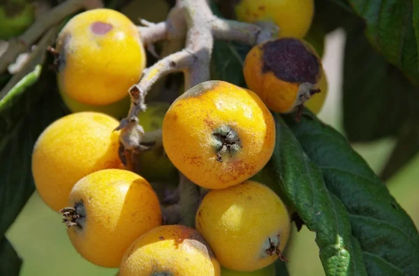 Close-up of the Loquat — Stock Photo, Image