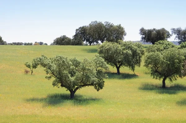 View of the Dehesa — Stock Photo, Image