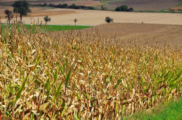 Ladang jagung di musim gugur — Stok Foto