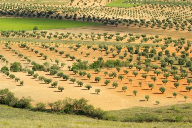 Olive grove